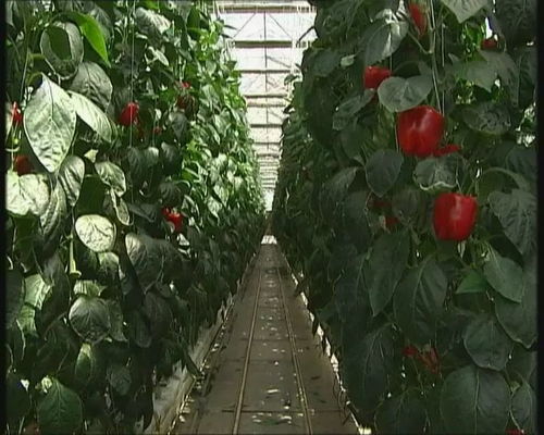 首都經濟報道 甜椒 工廠產量翻番 北京蔬菜工廠化生產實現新突破