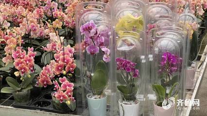 “花骨朵”成長(zhǎng)為“大產(chǎn)業(yè)” 青州年花卉交易額過(guò)百億