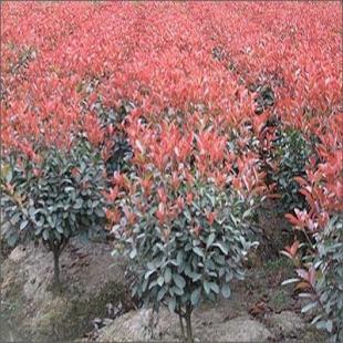 苗木花卉與農(nóng)副產(chǎn)品的市場(chǎng)前景——以雪松、廣玉蘭、香樟及蔬菜為例