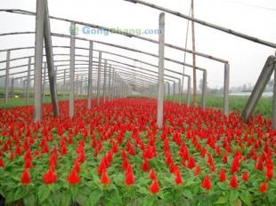 青州森淼花卉基地 優(yōu)質(zhì)雞冠花的生產(chǎn)與供應(yīng)