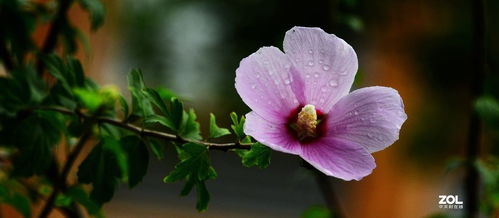 花卉系列 自然美的詩(shī)篇