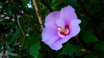 花語世界 花卉的文化意蘊與生活美學