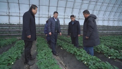 應(yīng)對雨雪冰凍天氣:專家入戶協(xié)助做好農(nóng)業(yè)防寒指導(dǎo)