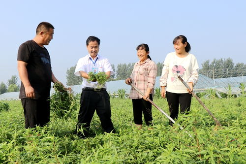 譙城區牛集鎮 志愿服務到田間 農業科技送地頭