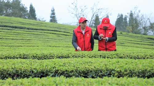中國農(nóng)學(xué)會科技志愿服務(wù)修文野猴肴生態(tài)農(nóng)業(yè)科普興農(nóng)分隊活動在修文縣舉行