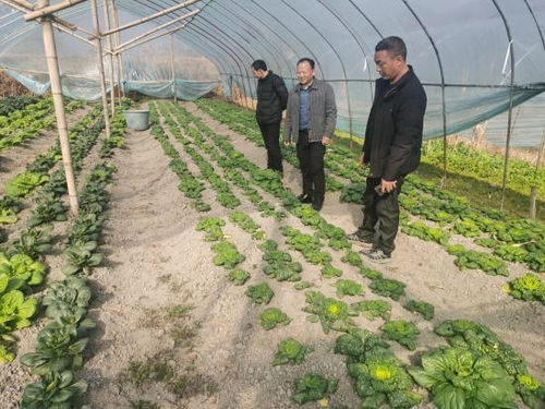 宣城旌德 綠意盎然繪就豐收畫(huà)卷