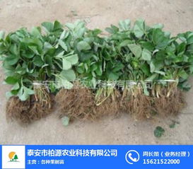 紅顏草莓苗哪家好？柏源農業科技公司的專業服務解析