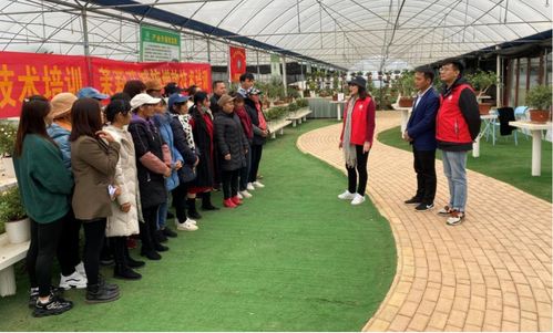 科技賦能 花香四溢 廣西農科院花卉研究所的農業科技服務之路